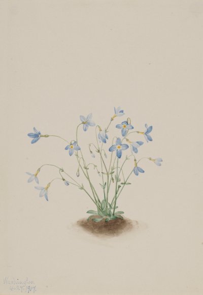 La petite reine (Houstonia caerulea) - Mary Vaux Walcott