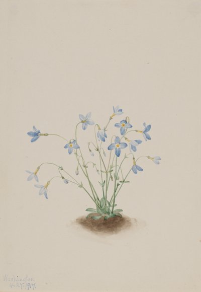 Quakerladies Houstonia caerulea - Mary Vaux Walcott