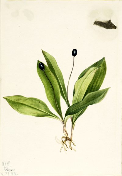 Églantier (Clintonia uniflora) - Mary Vaux Walcott