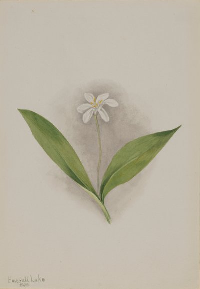 Églantier (Clintonia uniflora) - Mary Vaux Walcott
