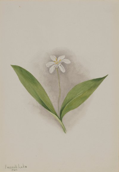 Clintonia uniflora, 1902 - Mary Vaux Walcott