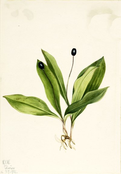 Clintonia uniflora - Mary Vaux Walcott