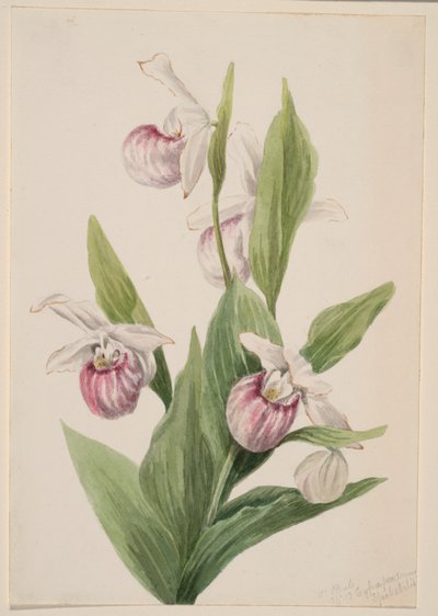 Cypripède de la Reine (Cypripedium reginae) - Mary Vaux Walcott