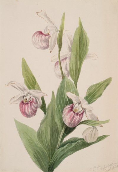 Sabot de la reine Cypripedium reginae, 1897 - Mary Vaux Walcott