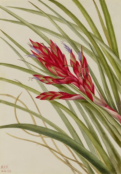 Tillandsia fasciculée (Tillandsia fasciculata) - Mary Vaux Walcott