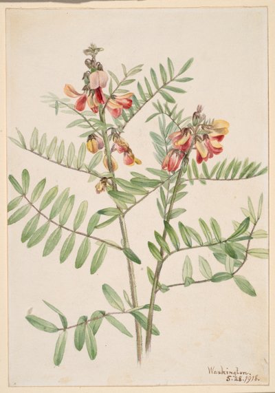 Haricot vert (Cracca virginiana) - Mary Vaux Walcott