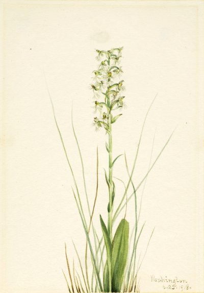 Habenaria lacera (Habenaria lacera) - Mary Vaux Walcott