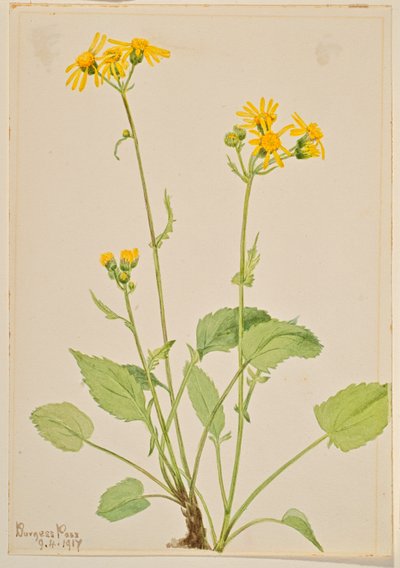 Séneçon jacobée (Senecio burkei) - Mary Vaux Walcott