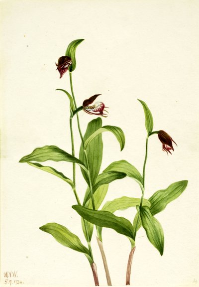 Sabot de Vénus Cypripedium arietinum, 1924 - Mary Vaux Walcott