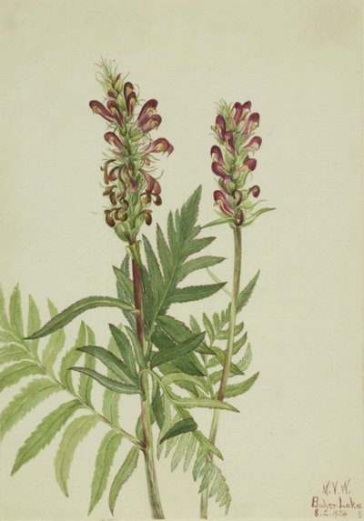 Casque rouge (Pedicularis bracteosa) - Mary Vaux Walcott