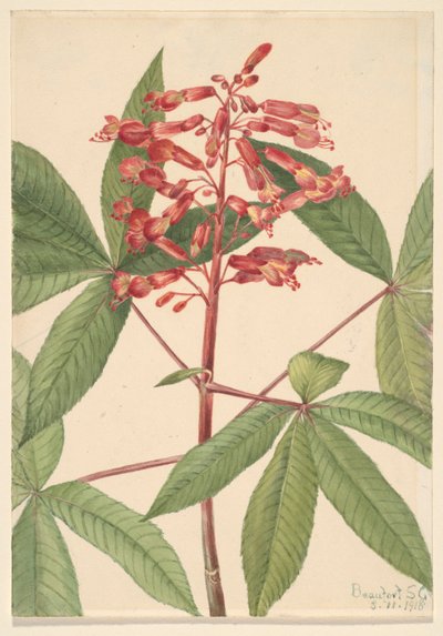 Bourdaine (Aesculus pavia) - Mary Vaux Walcott