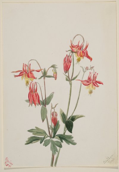 Ancolie rouge (Aquilegia formosa) - Mary Vaux Walcott