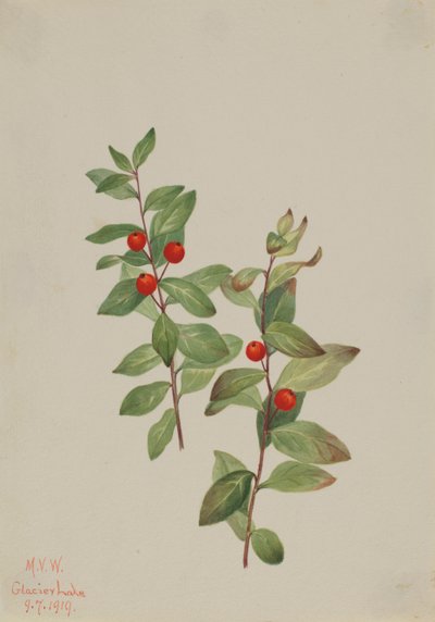 Comandre rouge Comandra livida, 1919 - Mary Vaux Walcott