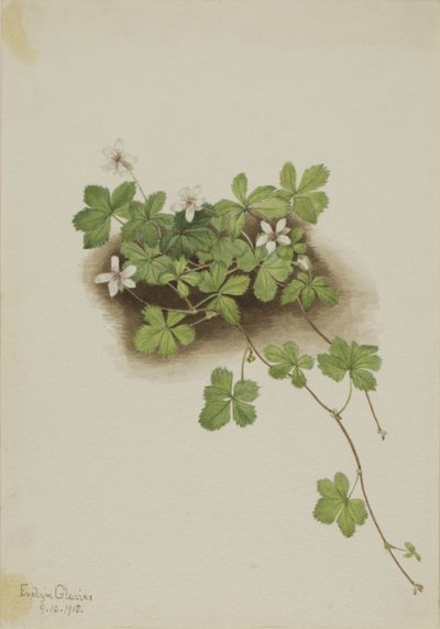 Myrtille rouge (Rubus pedatus) - Mary Vaux Walcott