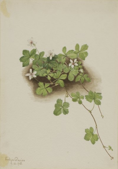 Ronce rouge Rubus pedatus - Mary Vaux Walcott