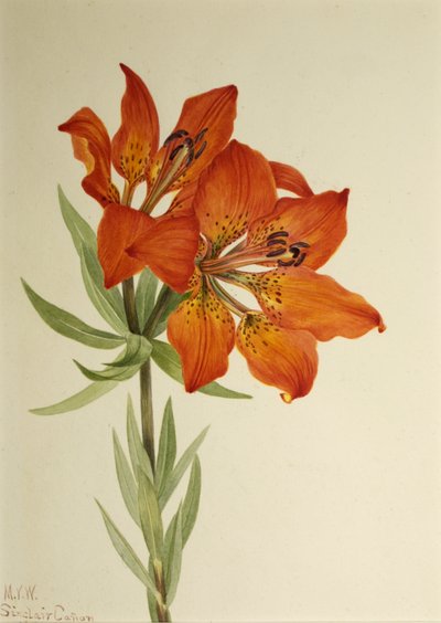 Lys Rouge - Mary Vaux Walcott