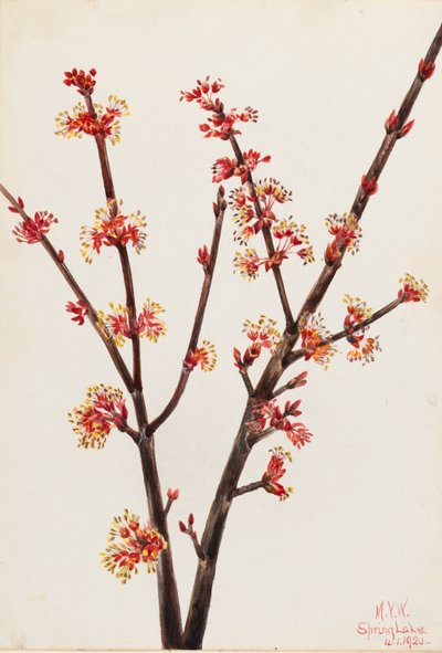 Érable rouge Acer rubrum - Mary Vaux Walcott