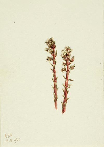 Hypopitys lanuginosa, 1920 - Mary Vaux Walcott
