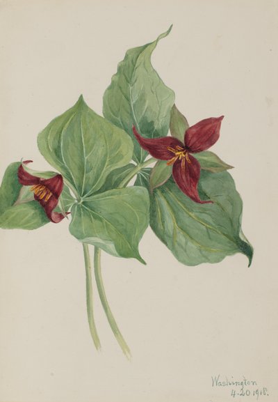 Trille rouge Trillium erectum, 1918 - Mary Vaux Walcott