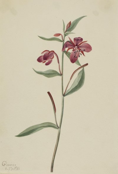 Epilobe rouge (Epilobium latifolium) - Mary Vaux Walcott