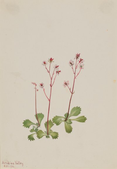 Saxifrage à Tige Rouge Saxifraga lyallii, 1916 - Mary Vaux Walcott