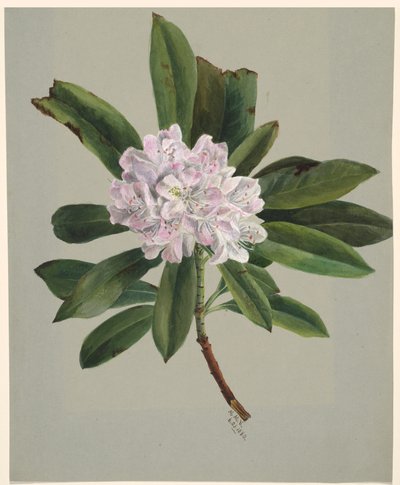 Rhododendron Rhododendron maximum, 1880 - Mary Vaux Walcott