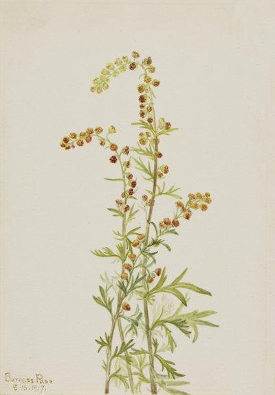 Armoise des rochers Artemisia discolor - Mary Vaux Walcott