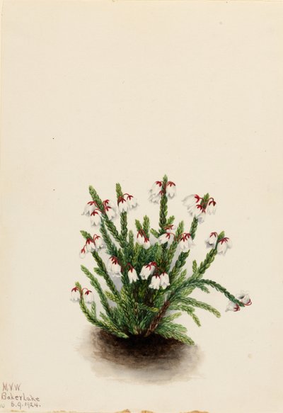 Cassiope des montagnes Rocheuses (Cassiope mertensiana) - Mary Vaux Walcott
