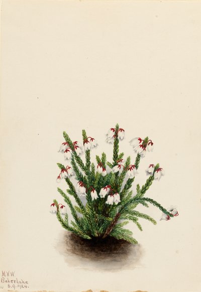 Cassiope des montagnes Rocheuses Cassiope mertensiana, 1924 - Mary Vaux Walcott