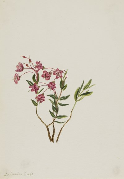 Kalmia des montagnes Rocheuses (Kalmia microphylla) - Mary Vaux Walcott
