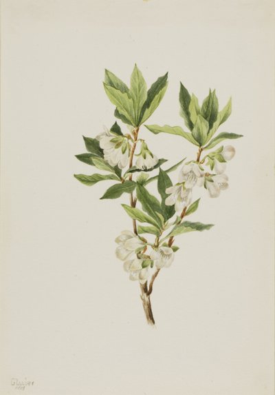 Rhododendron des montagnes Rocheuses (Rhododendron albiflorum) - Mary Vaux Walcott