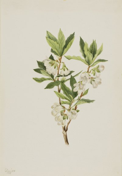 Rhododendron des montagnes Rocheuses Rhododendron albiflorum, 1901 - Mary Vaux Walcott