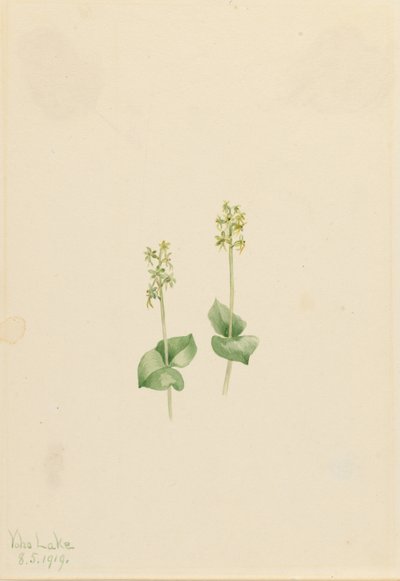 Ophrys des montagnes (Ophrys necrophylla) - Mary Vaux Walcott