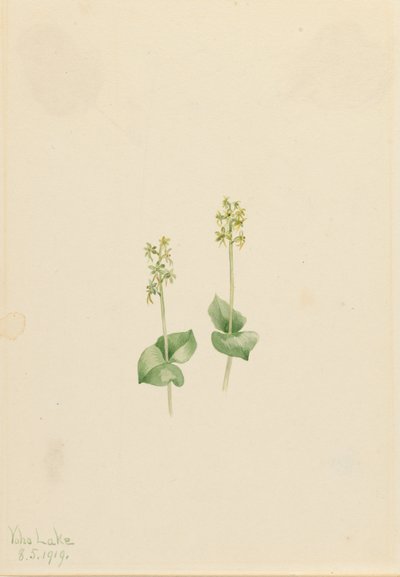 Twayblade des montagnes Rocheuses Ophrys necrophylla, 1919 - Mary Vaux Walcott