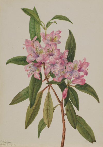 Rhododendron carolinien, 1932 - Mary Vaux Walcott