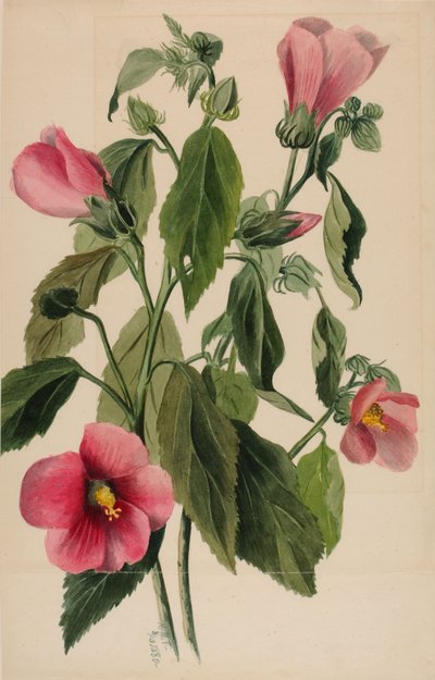 Gentiane rose (Sabbatia angularis) - Mary Vaux Walcott