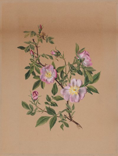 Mauve rose (Hibiscus moscheutos) - Mary Vaux Walcott