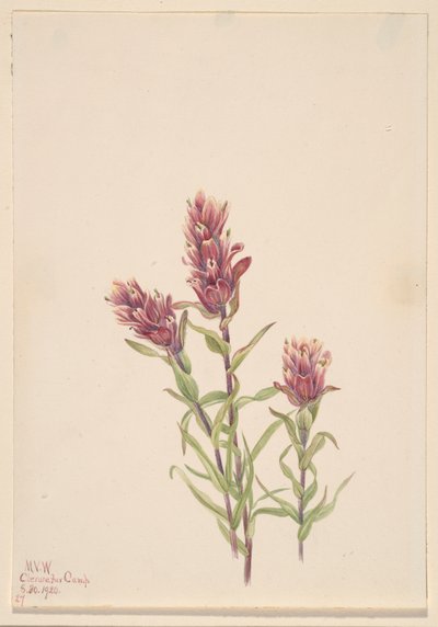 Castilleja pallida, 1920 - Mary Vaux Walcott