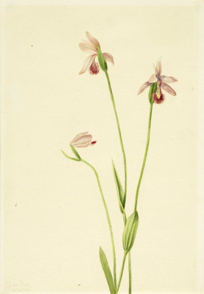 Rose Pogonia Pogonia ophioglossoides, 1906 - Mary Vaux Walcott