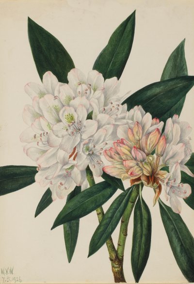 Rhododendron maximum - Mary Vaux Walcott