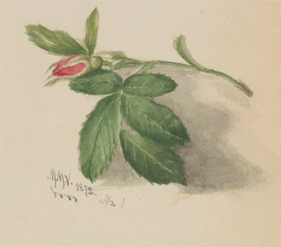 Rosebud, 1872 - Mary Vaux Walcott