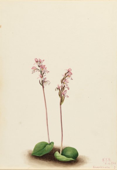 Orchis à feuilles rondes (Orchis rotundifolia) - Mary Vaux Walcott