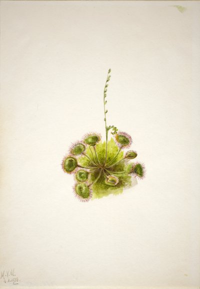 Droséra à feuilles rondes (Drosera rotundifolia) - Mary Vaux Walcott