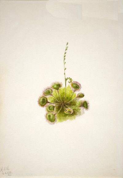 Droséra à feuilles rondes - Mary Vaux Walcott