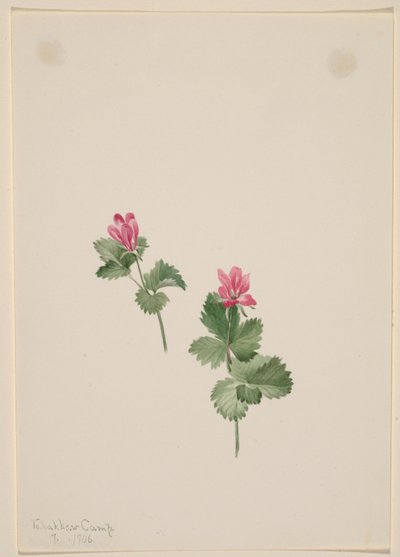 Rubus articus - Mary Vaux Walcott