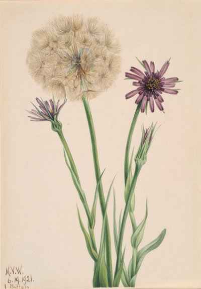 Salsifis Tragopogon porrifolius, 1921 - Mary Vaux Walcott