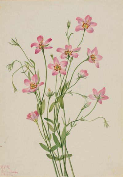 Sabbatia stellaire (Sabbatia stellaris) - Mary Vaux Walcott