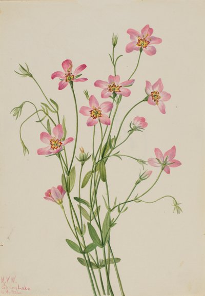 Sabatie étoilée Sabbatia stellaris, 1926 - Mary Vaux Walcott