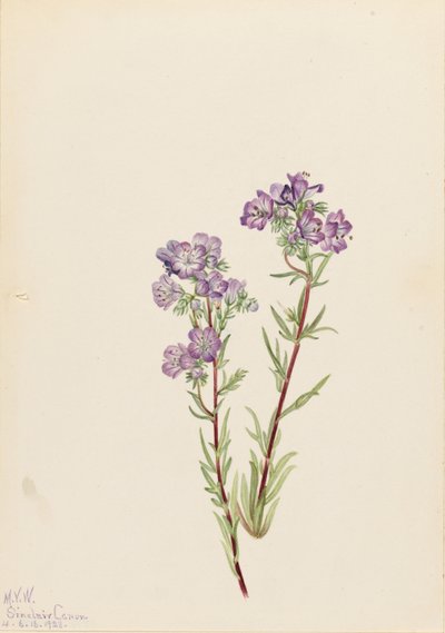 Phacélie des sables (Phacelia linearis) - Mary Vaux Walcott