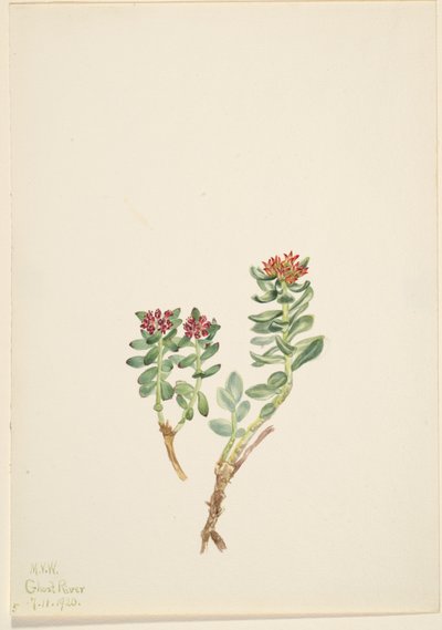 Sanifoiga adscendeus, 1920 - Mary Vaux Walcott